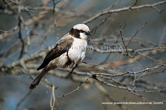 Whitecrowned Shrike (Eurocephalus anguitimens) - Eurocephale à couronne blanche, Af. du Sud (saf-bir-0271)