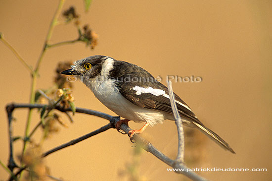 White Helmet Shrike (Prionops plumatus), Afrique du Sud - Bagadais casqué (saf-bir-0273)