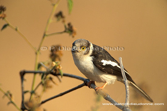 White Helmet Shrike (Prionops plumatus), Afrique du Sud - Bagadais casqué (saf-bir-0274)