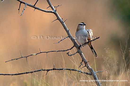 Blackcrowned Tchagra (Tchagra senegala), S. Africa - Tchagra à tête noire (saf-bir-0276)