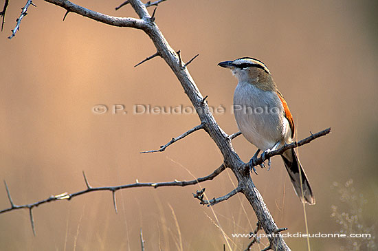 Blackcrowned Tchagra (Tchagra senegala), S. Africa - Tchagra à tête noire (saf-bir-0277)