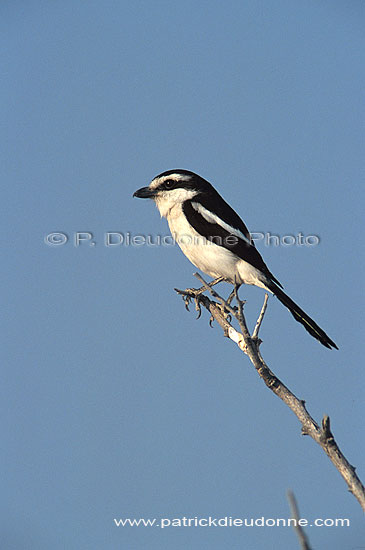 Fiscal Shrike (Lanius collaris), Namibia - Pie-grièche fiscale (saf-bir-0495)