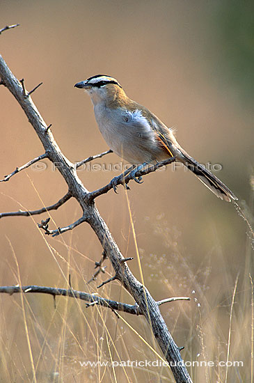 Blackcrowned Tchagra (Tchagra senegala), S. Africa - Tchagra à tête noire (saf-bir-0496)