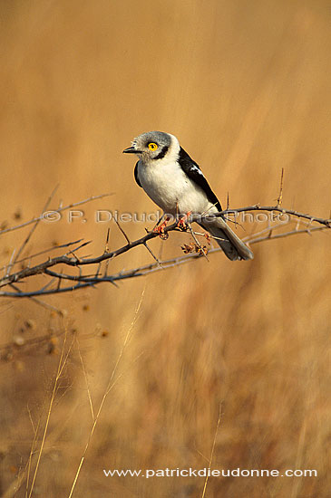 White Helmet Shrike (Prionops plumatus), Afrique du Sud - Bagadais casqué (saf-bir-0497)