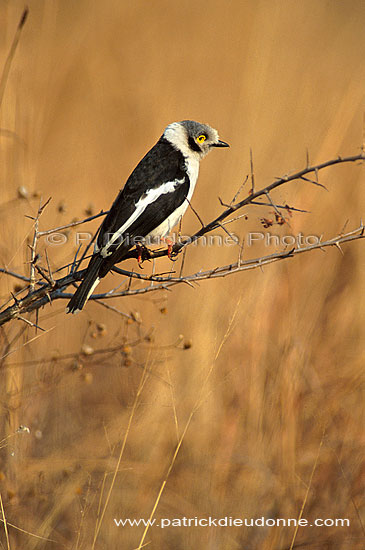 White Helmet Shrike (Prionops plumatus), Afrique du Sud - Bagadais casqué (saf-bir-0498)