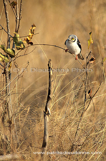 White Helmet Shrike (Prionops plumatus), Afrique du Sud - Bagadais casqué (saf-bir-0499)