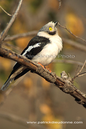 White Helmet Shrike (Prionops plumatus), Afrique du Sud - Bagadais casqué (saf-bir-0500)