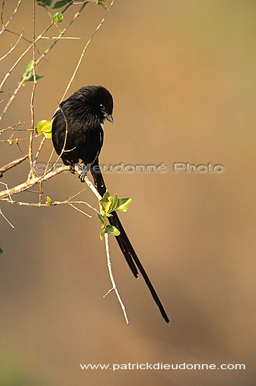 Longtailed Shrike (Corvinella melanoleuca), S. Africa - Corvinelle pie (saf-bir-0571)