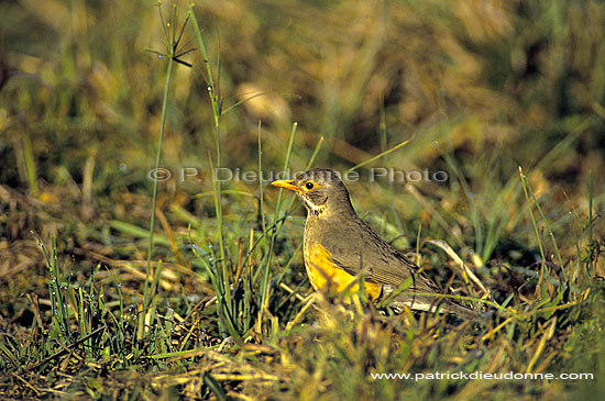 Kurrichane Thrush (Turdus libonyana) - Merle Kurrichane, Afrique du Sud (SAF-BIR-0025)