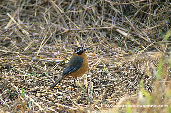 Heughlin's Robin (Cossypha heuglini) - Cossyphe de Heuglin, Afrique du Sud (saf-bir-0220)