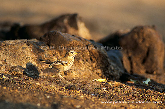 Whitebrowed Robin (Erythropygia leucophrys) - Afrique du Sud (saf-bir-0384)