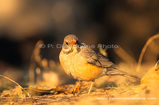 Kurrichane Thrush (Turdus libonyana) - Merle Kurrichane, Afrique du sud (saf-bir-0454)