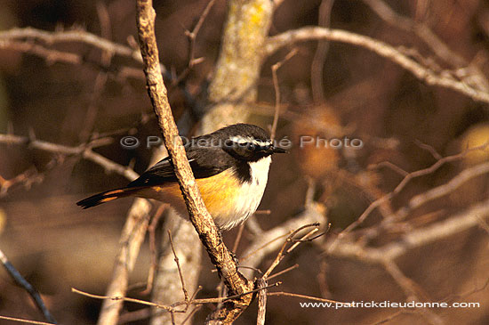 Whitethroated Robin (Cossypha humeralis) - Cossyphe à gorge blanche, Af. du sud (saf-bir-0456)