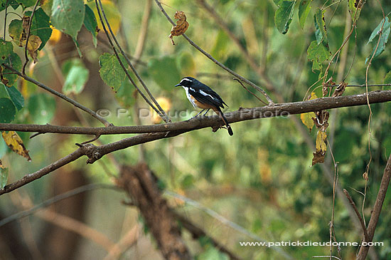 Whitethroated Robin (Cossypha humeralis) - Cossyphe à gorge blanche, S. Africa (saf-bir-0457)