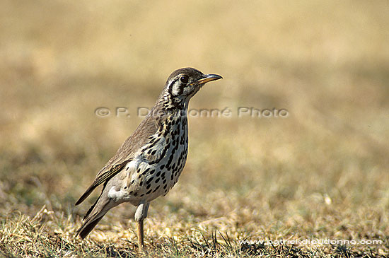 Groundscraper Thrush (Turdus litsitsirupa) - Merle sirupa, Afrique du sud (saf-bir-0458)