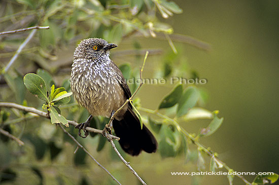 Arrowmarked Babbler (Turdoides jardineii) - Cratérope fléché, Af. du sud (SAF-BIR-0007)