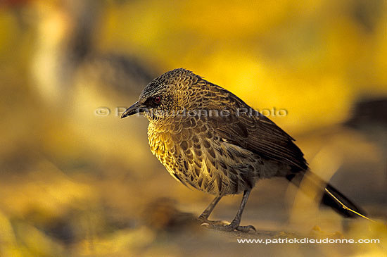 Blackfaced Babbler (Turdoides melanops) - Cratérope masqué, Botswana (SAF-BIR-0028)