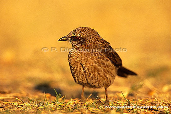 Blackfaced Babbler (Turdoides melanops) - Cratérope masqué, Botswana (saf-bir-0421)