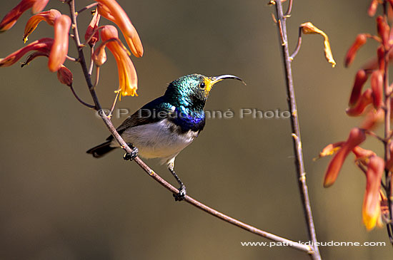 White bellied Sunbird, male (Nectarinia talatala) - Souimanga à ventre blanc (SAF-BIR-0017)