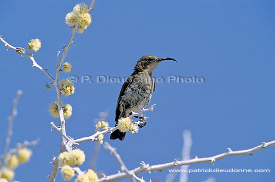 Dusky Sunbird (fem., Nectarinia fusca), Namibia - Souimanga fuligineux (SAF-BIR-0072)