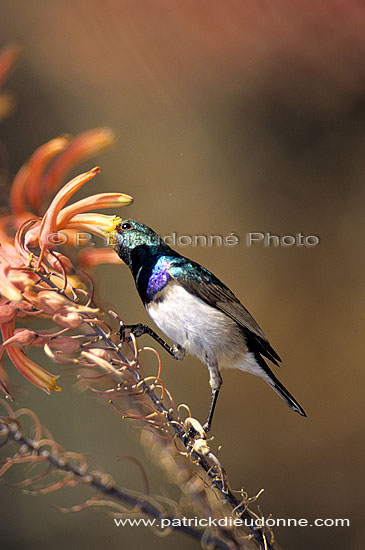 White bellied Sunbird (Nectarinia talatala) - Souimanga à ventre blanc, Afrique du sud (SAF-BIR-0132)