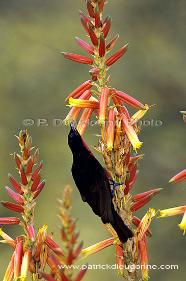 Scarletchested Sunbird (Nectarinia senegalensis) - Souimanga à poitrine rouge, Af. du sud (SAF-BIR-0133)