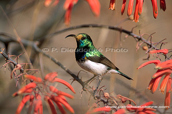 White bellied Sunbird (Nectarinia talatala) - Souimanga à ventre blanc (saf-bir-0374)