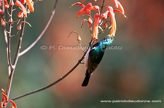 White bellied Sunbird (Nectarinia talatala) - Souimanga à ventre blanc (saf-bir-0375)