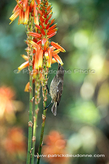 Scarletchested Sunbird (Nectarinia senegalensis, fem.) - Souimanga à poitrine rouge (fem), Af. du sud (saf-bir-0532)