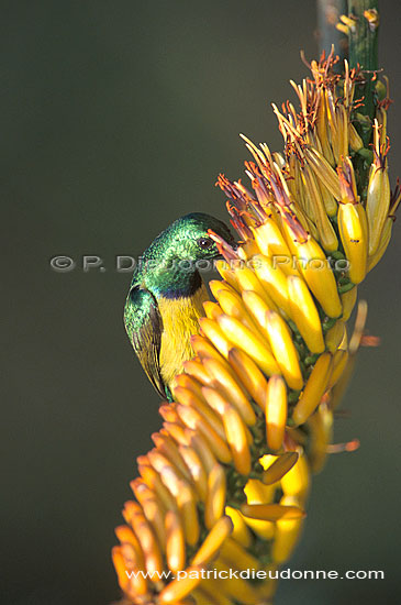 Collared Sunbird (Anthreptes collaris) - Souimanga à collier, Af. du sud (saf-bir-0565)
