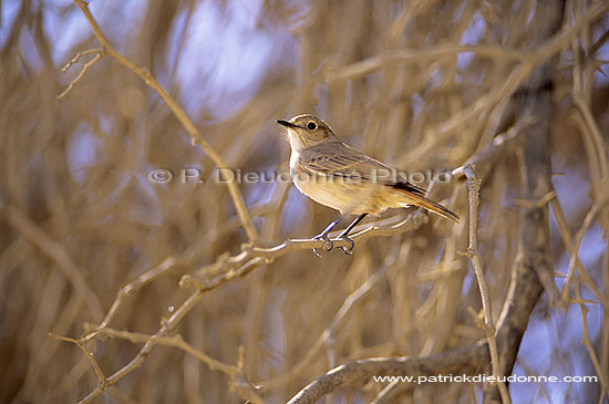 Chat - Traquet (Namibia) (SAF-BIR-0067)