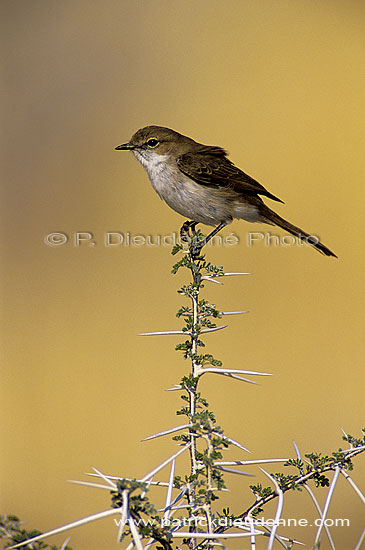 Marico Flycatcher(Melaenornis mariquensis) - Gobemouche du Marico, South africa (SAF-BIR-0158)