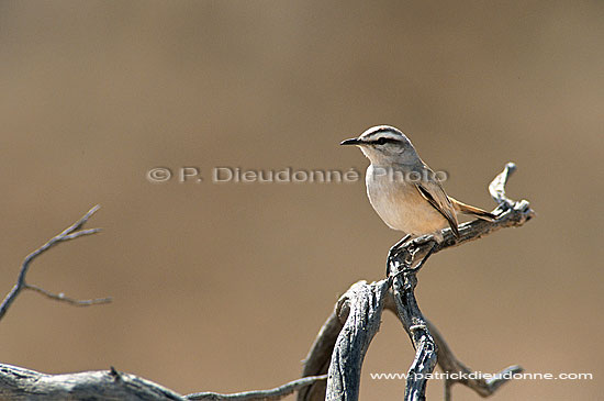 Kalahari Robin (Erythropygia leucophrys) - Afrique du Sud (saf-bir-0323)