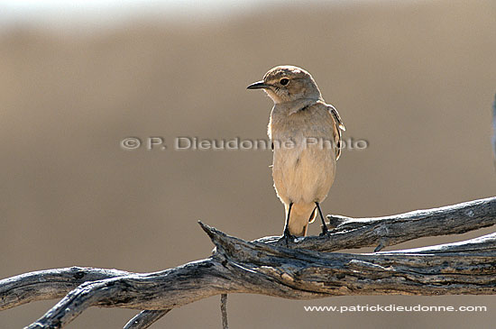 Traquet, desert du Kalahari (saf-bir-0324)