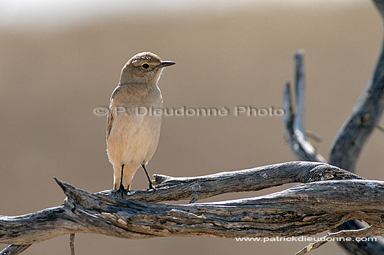 Traquet, desert du Kalahari (saf-bir-0328)