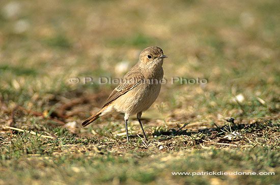 Traquet, Afrique du Sud (saf-bir-0329)