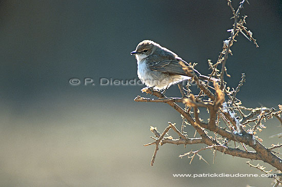 Marico Flycatcher(Melaenornis mariquensis) - Gobemouche du Marico, Afrique du sud (saf-bir-0378)