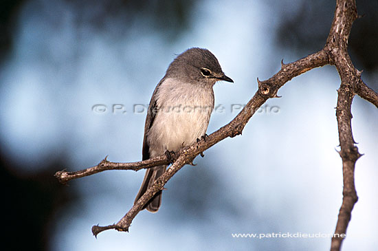 Bluegrey Flycatcher(muscicapa caerulescens) - Gobemouche à lunettes (saf-bir-0382)