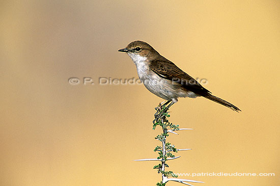 Marico Flycatcher(Melaenornis mariquensis) - Gobemouche du Marico, S. Africa (saf-bir-0423)