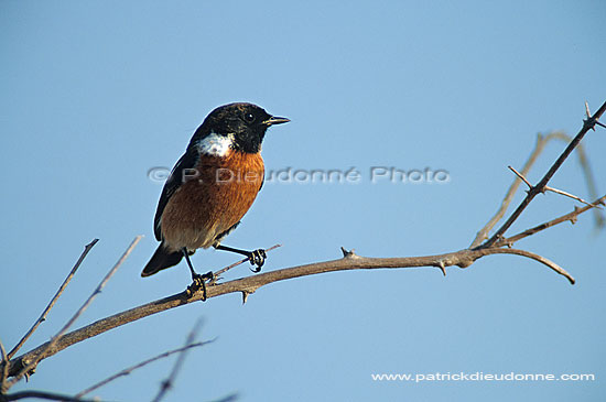 Stone chat (Saxicola torquata), S. Africa - Traquet pâtre (saf-bir-0455)