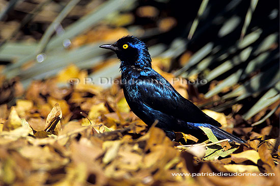 Greater blue-eared Starling (Lamprotornis chalybaeus), S. Africa - Choucador à oreillons bleus (SAF-BIR-0013)