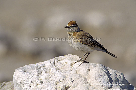 Redcapped Lark (Calandrella cinerea), Namibia - Alouette cendrille (SAF-BIR-0070)