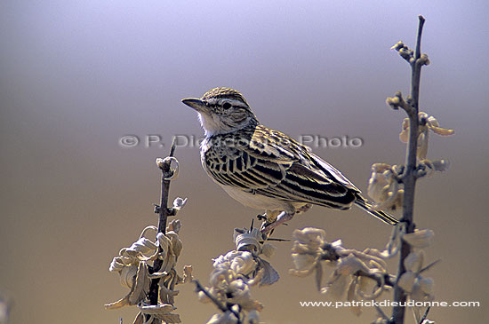 Sabota Lark (Mirafra sabota), Namibia - Alouette sabota (SAF-BIR-0071)