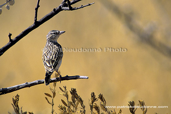 Sabota Lark (Mirafra sabota), Namibia - Alouette sabota (SAF-BIR-0088)