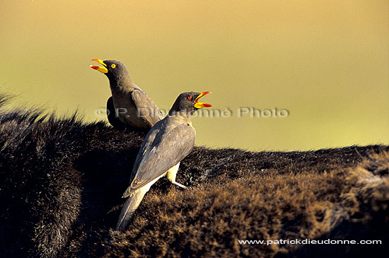 Yellowbilled Oxpecker (Buphagus africanus) - Pique-boeuf à bec jaune, Botswana (SAF-BIR-0090)