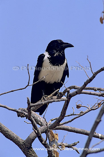 Pied Crow (Corvus albus) - Corbeau pie, Afrique du Sud (SAF-BIR-0162)