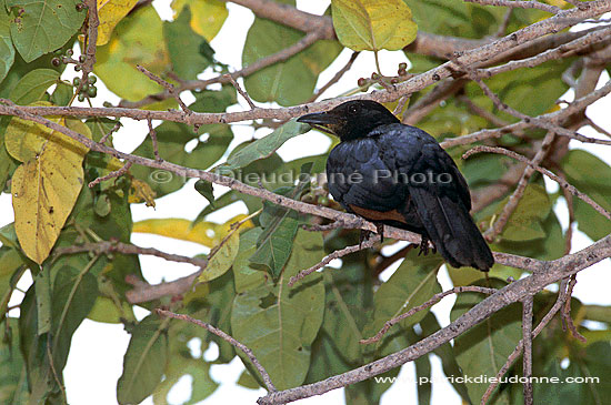 Redwinged Starling (Onychognathus morio), S. Africa - Rufipenne morio, Af. du sud (saf-bir-0257)