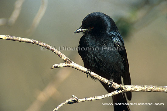 Forktailed Drongo (Dicrurus adsimilis) - Drongo brillant, Afrique du Sud (saf-bir-0258)