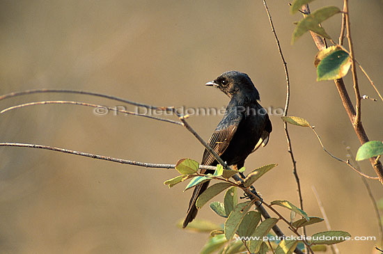 Black Flycatcher (Melaenornis pammelaina), S. Africa - Gobemouche sud-africain (saf-bir-0259)