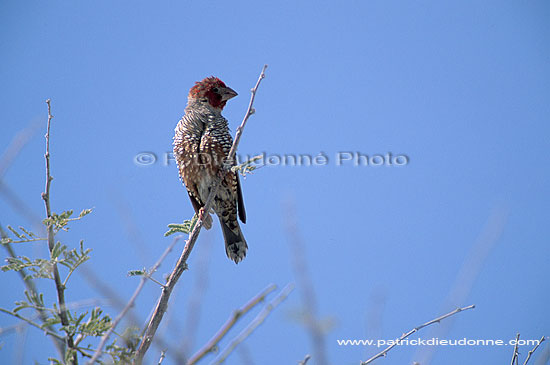 Redheaded Finch (Amadina erythrocephala), Namibia - Amadine à tête rouge (saf-bir-0260)